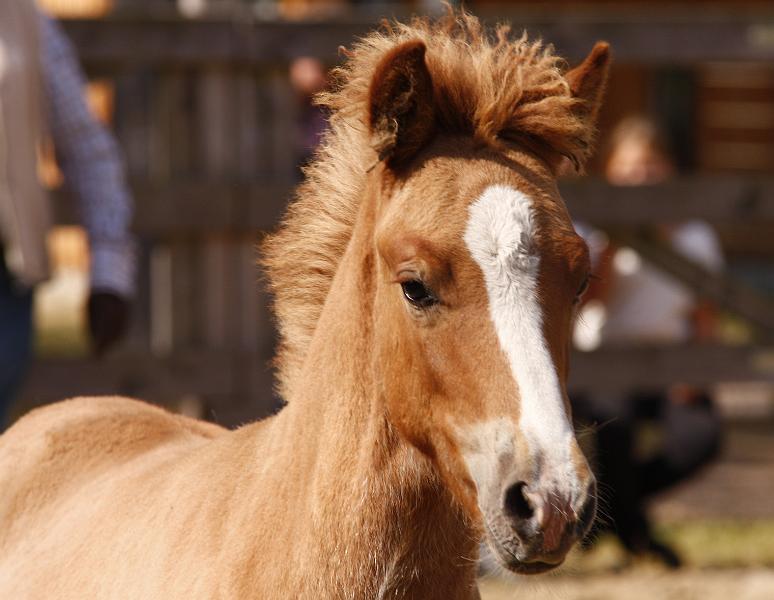 Gabriel von Heidmoor i.jpg